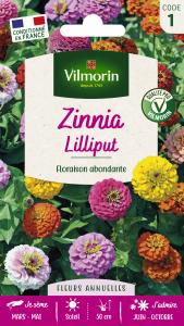 Zinnia Nain Lilliput